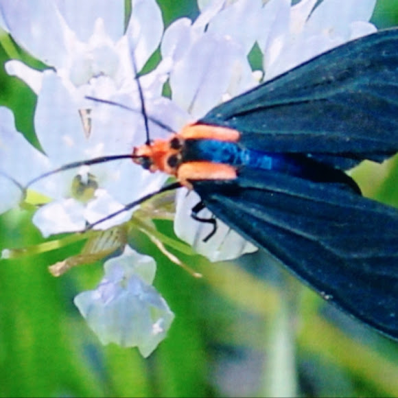 Spotting Image 1