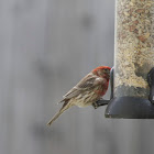 House Finch