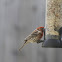 House Finch