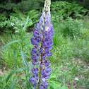 Wild Lupine