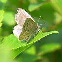 Pale grass blue