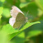 Pale grass blue