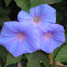 morning glory
