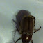 June bug