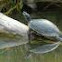 Yellow Bellied Slider
