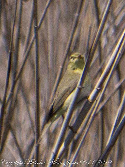Spotting Image 1