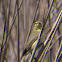 Willow Warbler; Mosquitero Musical