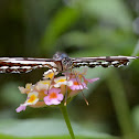 Common Sailer