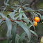 Common sea-buckthorns