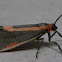 Subject Lichen Moth