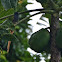 African Paradise Flycatcher