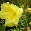 Onagra. Evening primrose