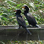 Reed cormorant/Long-tailed cormorant