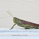 Eastern Lubber Grasshopper