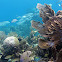 Common sea fan
