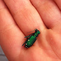 Six-spotted tiger beetle
