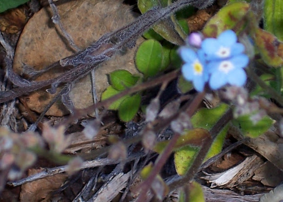 Spotting Image 1