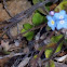 Forget me nots