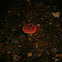 Fly Agaric