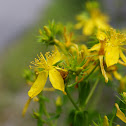 Hierba de San Juan (es),  slender St John's wort (en)