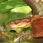 Brown Tree Snake