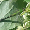 eastern pondhawk, female