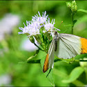 White Orange Tip
