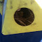Bird nest with eggs