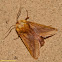 Moth