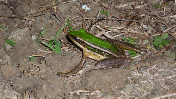 Spotting Image 1