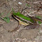 Green Frog