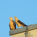 Yellow-headed Caracara