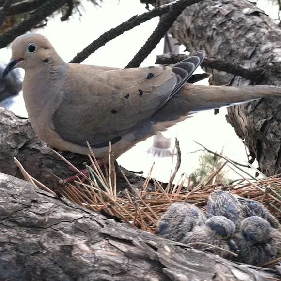 Spotting Image 1
