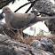 Mourning Dove