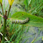 Monarch Caterpillar