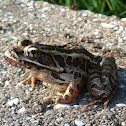 Leopard Frog