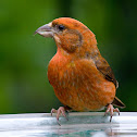 Red Crossbill
