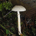 parasol mushroom