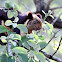 Malabar giant squirrel