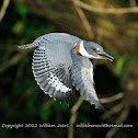 Belted Kingfisher