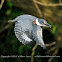 Belted Kingfisher