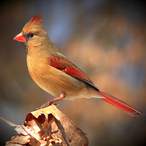 Female Kentucky Cardinal  by Paul Mays - Animals Birds