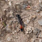 Thread Waisted Wasp