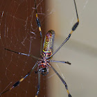 Golden Orb Weaver Spider