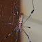 Golden Orb Weaver Spider