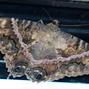 Black Witch Moth