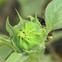Green-eyed wasp