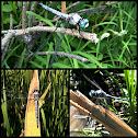 Great Blue Skimmer dragonfly