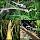 Dragonflies and Damselflies of Huntley Meadows Park