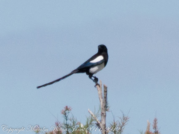 Spotting Image 1